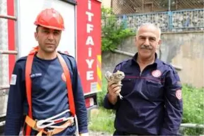 Mardin'de saçağa sıkışan baykuşu itfaiye kurtardı Mardin'de saçağa sıkışan baykuşu itfaiye kurtardı