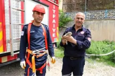Mardin'de saçağa sıkışan baykuşu itfaiye kurtardı Mardin'de saçağa sıkışan baykuşu itfaiye kurtardı