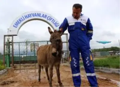 (Özel) O eşeğe koruma...