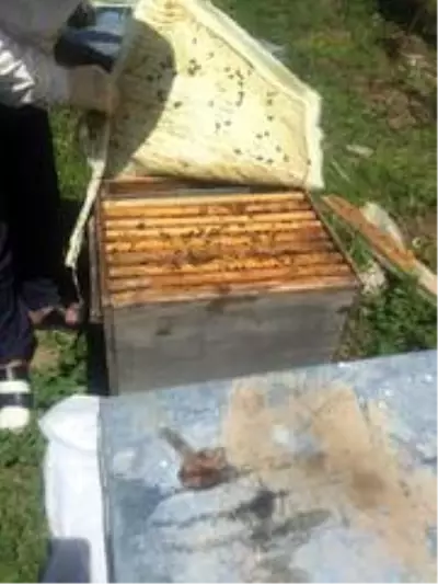 Sur'da arıcılık sezonu başlıyor Sur'da arıcılık sezonu başlıyor
