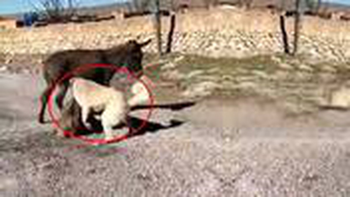 Yanında yavrusu köpeklere parçalatılan eşek yeni yuvasına yerleştirildi