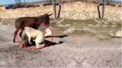Yanında yavrusu köpeklere parçalatılan eşek yeni yuvasına yerleştirildi
