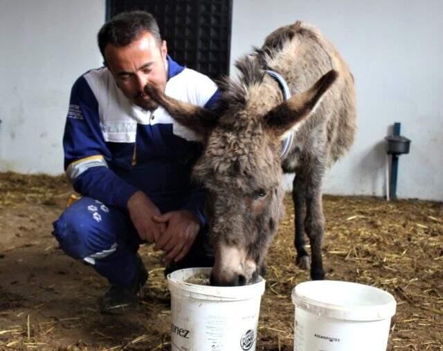 Yanında yavrusu köpeklere parçalatılan eşek yeni yuvasına yerleştirildi