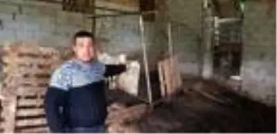 Başıboş köpekler, ahırdaki 32 küçükbaş hayvanı telef etti Başıboş köpekler, ahırdaki 32 küçükbaş hayvanı telef etti