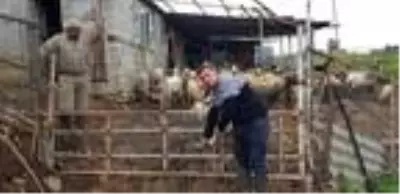 Başıboş köpekler, ahırdaki 32 küçükbaş hayvanı telef etti Başıboş köpekler, ahırdaki 32 küçükbaş hayvanı telef etti