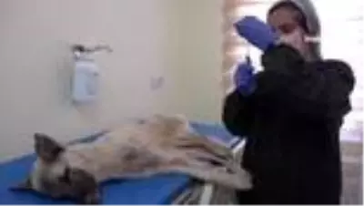 Büyükşehir Belediyesi'nden sokak hayvanlarına 5 yıldızlı hizmet Büyükşehir Belediyesi'nden sokak hayvanlarına 5 yıldızlı hizmet