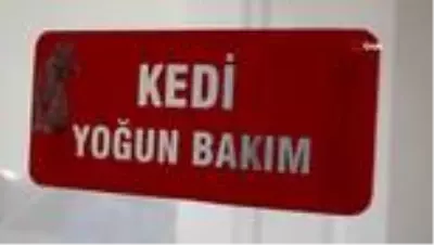 Büyükşehir Belediyesi'nden sokak hayvanlarına 5 yıldızlı hizmet Büyükşehir Belediyesi'nden sokak hayvanlarına 5 yıldızlı hizmet