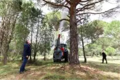 Çam fıstığında verim düşüklüğünü gidermek üzere uygulamalı çalışma Çam fıstığında verim düşüklüğünü gidermek üzere uygulamalı çalışma