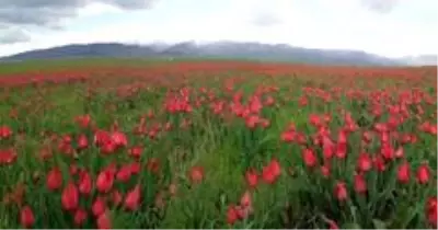 (Özel) Muş Ovası'nı kırmızıya bürüyen laleler kartpostallık görüntüler oluşturuyor