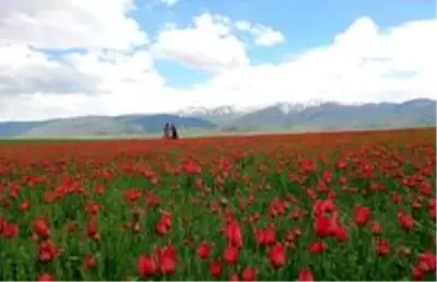 (Özel) Muş Ovası'nı kırmızıya bürüyen laleler kartpostallık görüntüler oluşturuyor