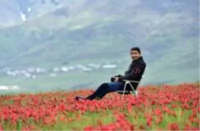 (Özel) Muş Ovası'nı kırmızıya bürüyen laleler kartpostallık görüntüler oluşturuyor