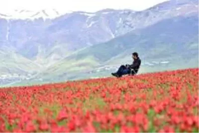 (Özel) Muş Ovası'nı kırmızıya bürüyen laleler kartpostallık görüntüler oluşturuyor