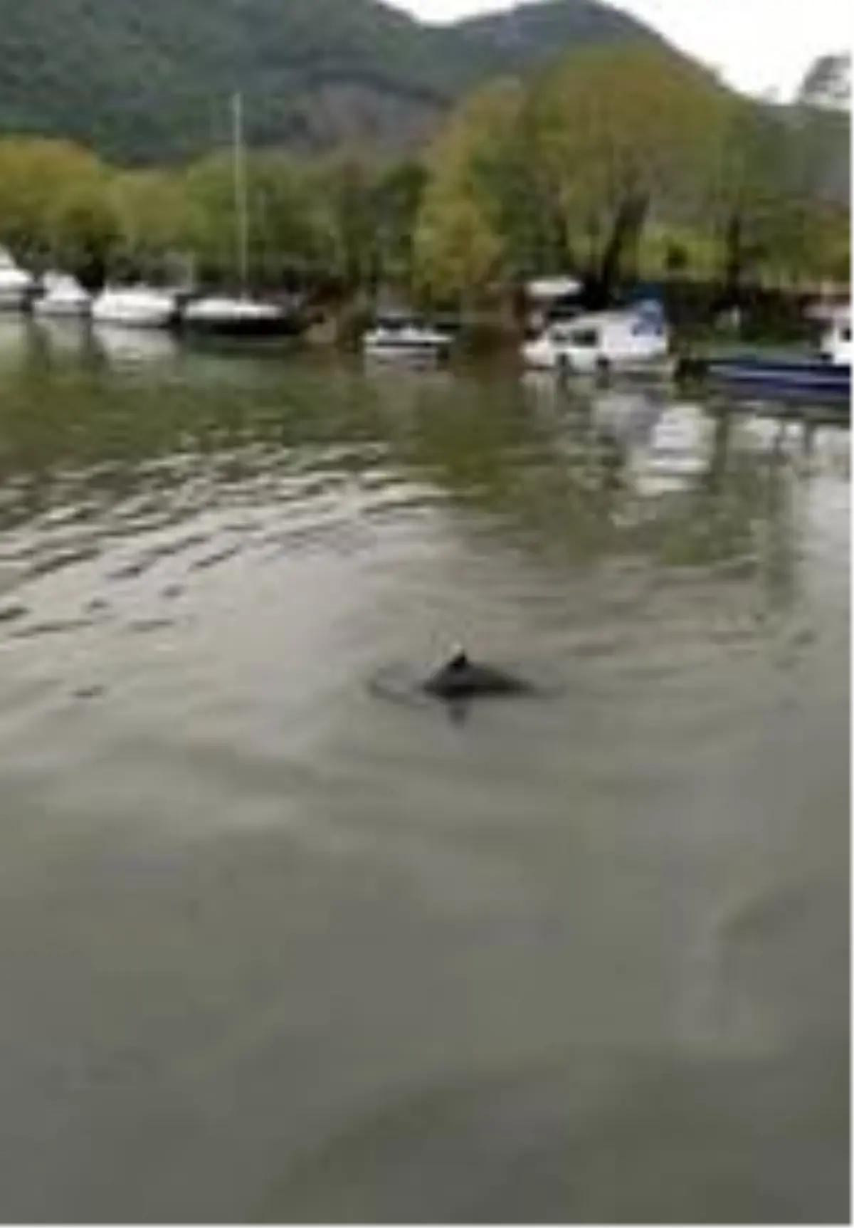 Yunus, balıkların ardından ırmağa girdi
