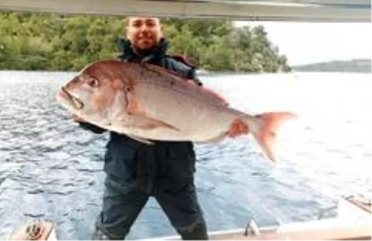 Amatör balıkçısının oltasına dev Trança takıldı