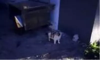 Mahsur kalan 4 yavru kedi itfaiye ekiplerince kurtarıldı Mahsur kalan 4 yavru kedi itfaiye ekiplerince kurtarıldı