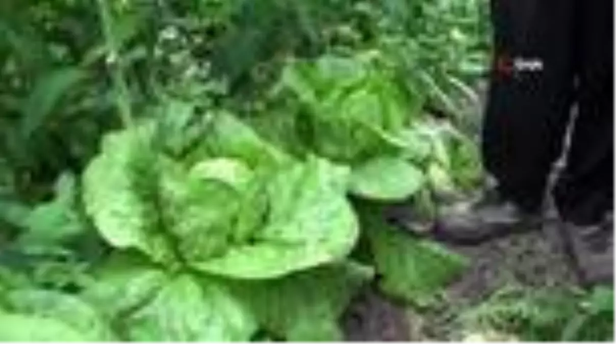 Marul ve salatalık çiftçinin yüzünü güldürdü