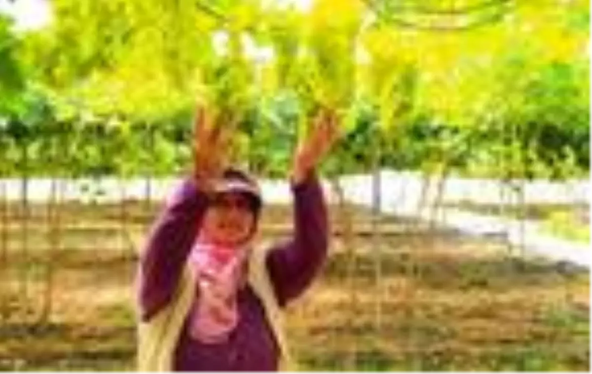 Mersin'de, örtü altı üzüm hasadı