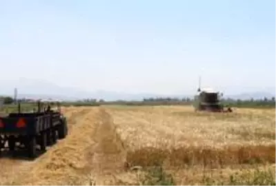 Söke Ovası'nda biçme ve çapalama ücretleri belli oldu