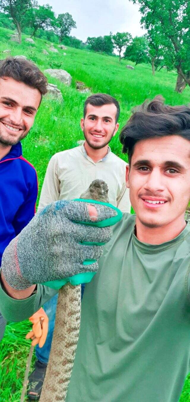 Türkiye'nin en zehirli yılanı koca engerekle oynayıp, doğaya saldılar