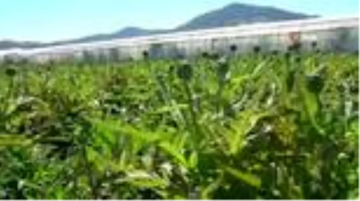 Enginar üreticisi ithal enginardan dertli