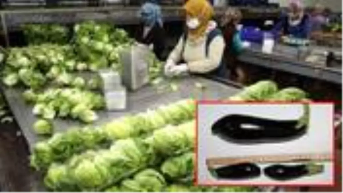 Koronavirüs sürecinde minyatür sebzelerde talep patlaması yaşandı