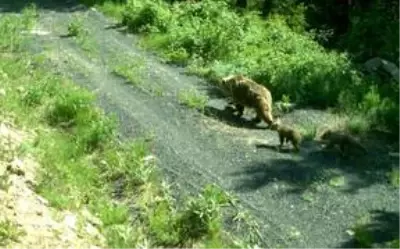 Kış uykusundan uyanan göçmen boz ayılar uydu vericileriyle takip ediliyor