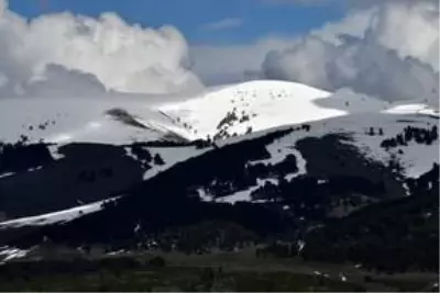 Kış uykusundan uyanan göçmen boz ayılar uydu vericileriyle takip ediliyor