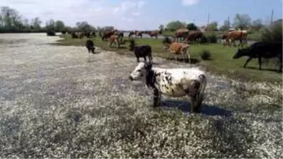 Kızılırmak Deltası Kuş Cenneti ilkbaharda bir başka güzel Kızılırmak Deltası Kuş Cenneti ilkbaharda bir başka güzel