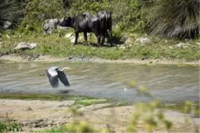 Kızılırmak Deltası Kuş Cenneti ilkbaharda bir başka güzel Kızılırmak Deltası Kuş Cenneti ilkbaharda bir başka güzel