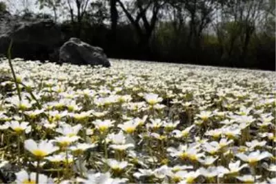 Kızılırmak Deltası Kuş Cenneti ilkbaharda bir başka güzel Kızılırmak Deltası Kuş Cenneti ilkbaharda bir başka güzel