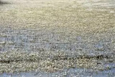 Kızılırmak Deltası Kuş Cenneti ilkbaharda bir başka güzel Kızılırmak Deltası Kuş Cenneti ilkbaharda bir başka güzel