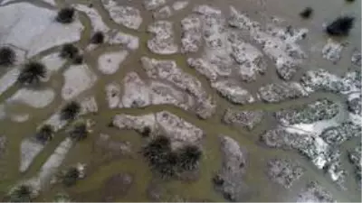 Kızılırmak Deltası Kuş Cenneti ilkbaharda bir başka güzel Kızılırmak Deltası Kuş Cenneti ilkbaharda bir başka güzel