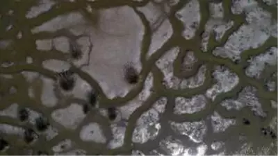 Kızılırmak Deltası Kuş Cenneti ilkbaharda bir başka güzel Kızılırmak Deltası Kuş Cenneti ilkbaharda bir başka güzel