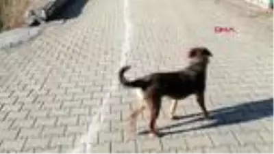 MUĞLA Kümese dadanan yaban kurdu güvenlik kamerasından tespit edildi-TEKRAR MUĞLA Kümese dadanan yaban kurdu güvenlik kamerasından tespit edildi-TEKRAR