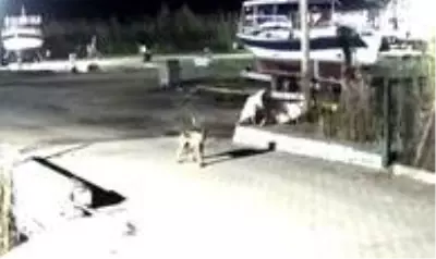 Yerleşim yerine inen kurt güvenlik kameralarına takıldı Yerleşim yerine inen kurt güvenlik kameralarına takıldı