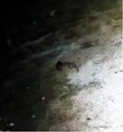 Yerleşim yerine inen kurt güvenlik kameralarına takıldı Yerleşim yerine inen kurt güvenlik kameralarına takıldı