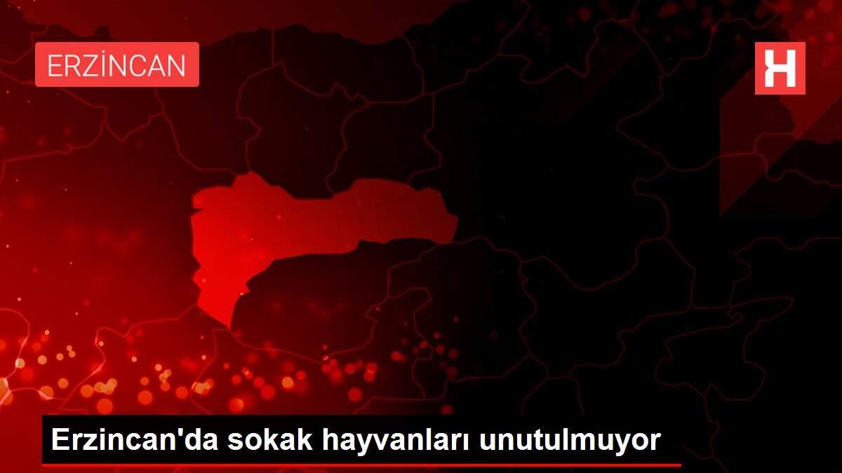 Erzincan'da sokak hayvanları unutulmuyor