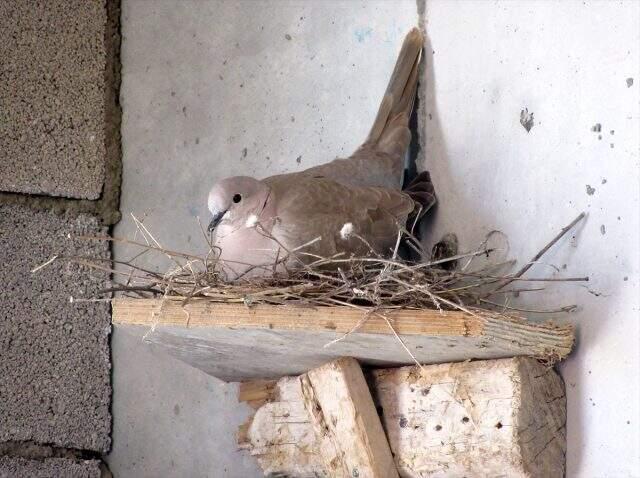 İnşaat şirketi, kumru yuvasını bozmamak için inşaatı durdurdu