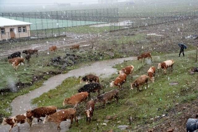 Kars'ta Mayıs ayında kar sürprizi Kars'ta Mayıs ayında kar sürprizi