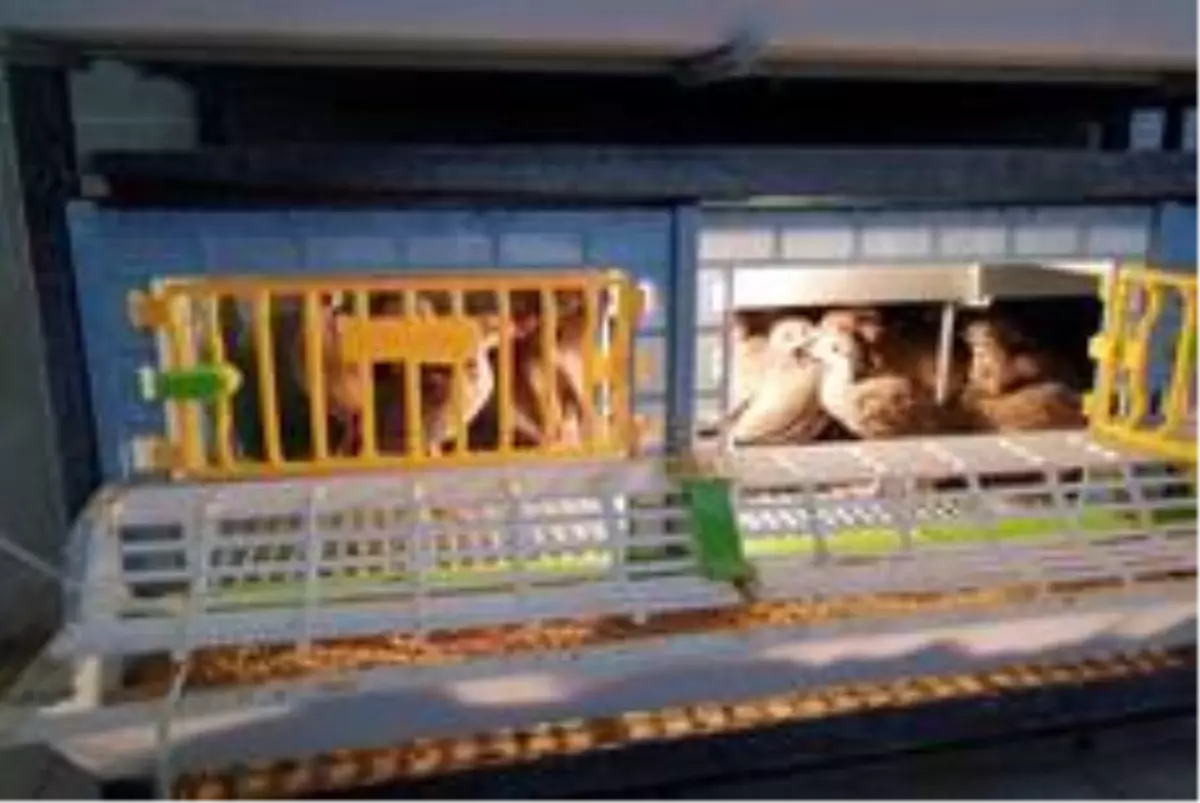 Kınalı keklikler yumurtadan çıktı