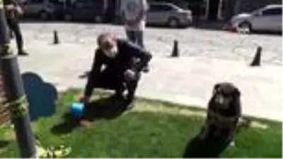 Sokak hayvanlarına ilk mama kaymakamdan Sokak hayvanlarına ilk mama kaymakamdan