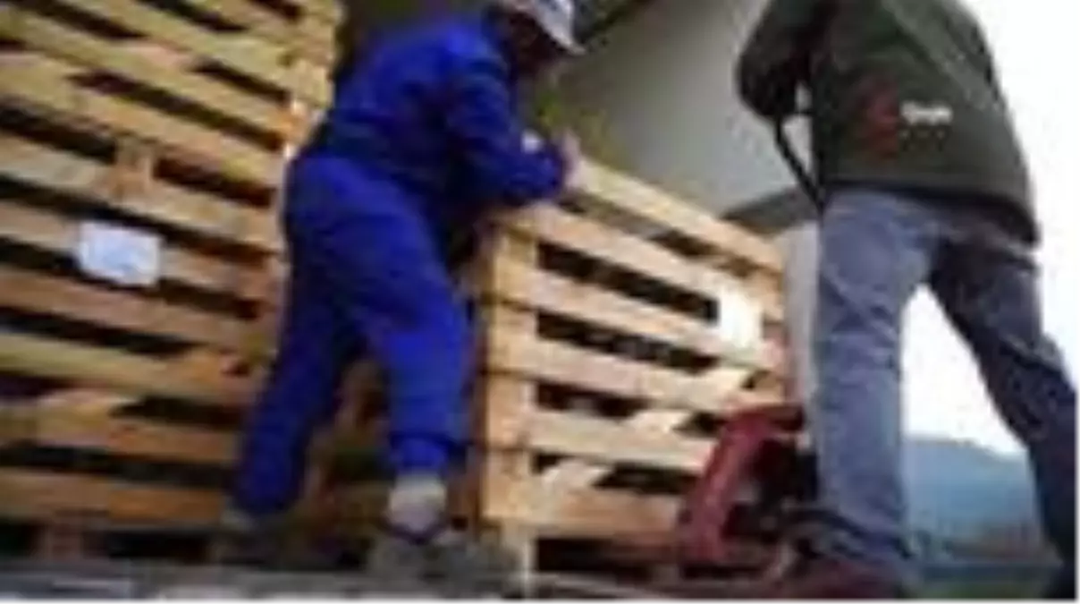 Yaban mersinleri Bursa'da filizleniyor