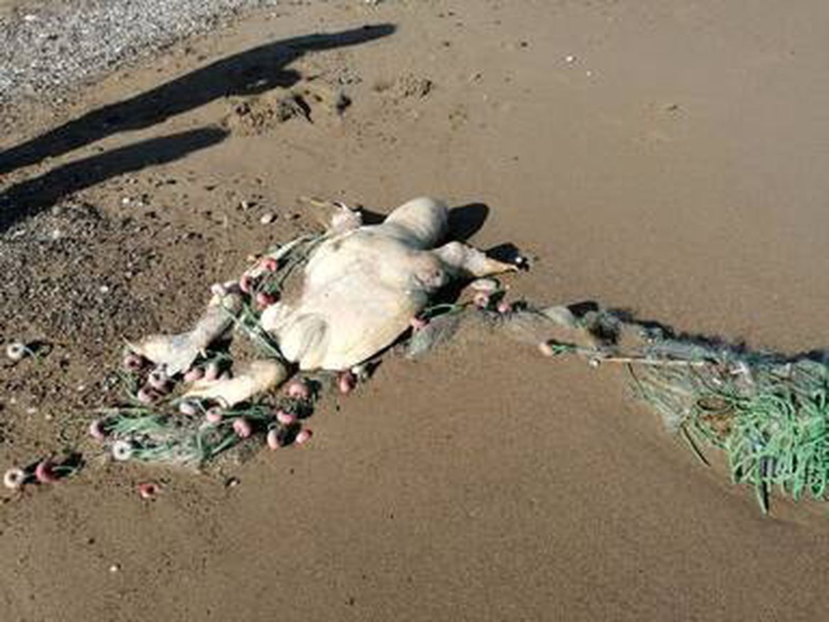 Balıkçı ağına takılıp ölen caretta caretta kıyıya vurdu