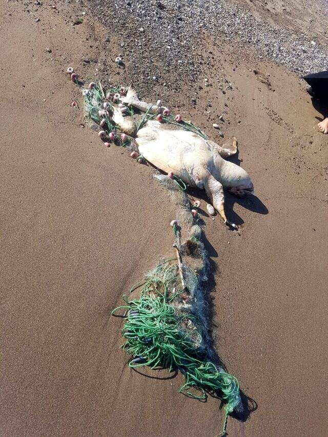 Balıkçı ağına takılıp ölen caretta caretta kıyıya vurdu