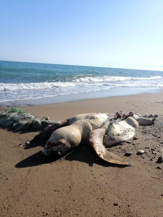 Balıkçı ağına takılıp ölen caretta caretta kıyıya vurdu