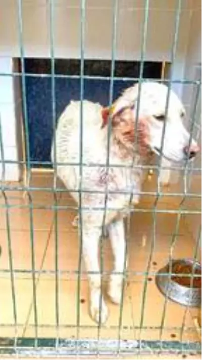 Sahibinin şiddet uyguladığı 7 yavru köpeğe, AHBAP sahip çıktı Sahibinin şiddet uyguladığı 7 yavru köpeğe, AHBAP sahip çıktı