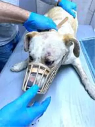 Sahibinin şiddet uyguladığı 7 yavru köpeğe, AHBAP sahip çıktı Sahibinin şiddet uyguladığı 7 yavru köpeğe, AHBAP sahip çıktı