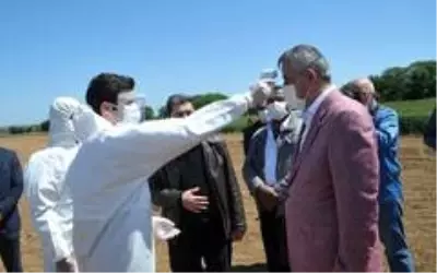 Bafra Ovası'nda damlama sulama çeltik ekimi Bafra Ovası'nda damlama sulama çeltik ekimi
