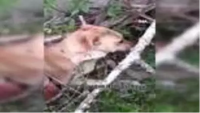 Sinop'ta köpeğini kürekle döverek telef eden kişiye 947 TL ceza