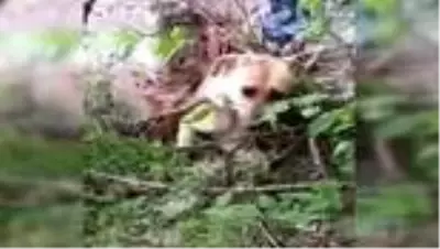 Sinop'ta köpeğini kürekle döverek telef eden kişiye 947 TL ceza
